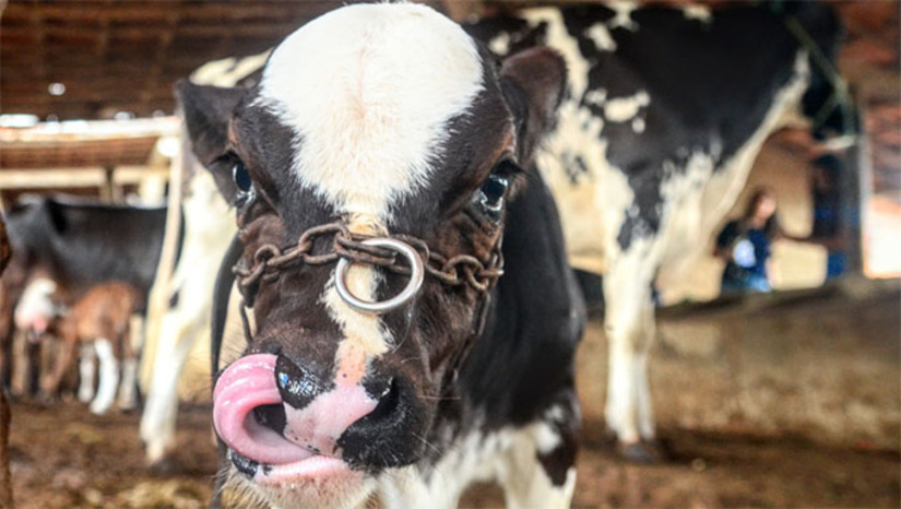   A vacinação contra a Brucelose será feita em bezerras de 3 a 8 meses de produtores cadastrados no projeto de melhoramento genético e manejo produtivo em bovinos, do “Mossoró Rural”. A imunização ocorrerá na quarta-feira (19) nas comunidades de Hipólito; Barrinha dos Néo e Fartura; Carmo e Chafariz. E na quinta-feira (20) Santa Elza; Apama e Oiticica. Cerca de 10 produtores rurais do município estão cadastrados e terão seus animais vacinados contra a doença. 