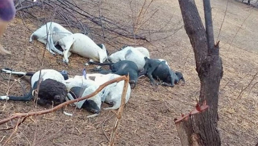 Imagem 1 - Os animais estavam refugiados no tronco de uma jurema, quando teria ocorrido a descarga elétrica, matando-os. A informação foi divulgada pelo blog Apodi 306, com informações do filho do proprietário do lote, Anderson Mendes. Ele contou que foi a mãe que percebeu os amais mortos após a chuva na tarde desta terça-feira, 27 de janeiro de 2026. Imagem 1 - Os animais estavam refugiados no tronco de uma jurema, quando teria ocorrido a descarga elétrica, matando-os. A informação foi divulgada pelo blog Apodi 306, com informações do filho do proprietário do lote, Anderson Mendes. Ele contou que foi a mãe que percebeu os amais mortos após a chuva na tarde desta terça-feira, 27 de janeiro de 2026.