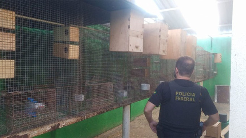   A Polícia Federal deflagrou, na manhã desta quarta-feira (04), a Operação Volantes para investigar a posse, uso e comercialização ilegal de animais da fauna silvestre brasileira. A ação contou com apoio do Ibama e resultou no cumprimento de um mandado de busca e apreensão expedido pela Justiça Federal no Rio Grande do Norte. As investigações apontam para a existência de uma rede interestadual, com indícios de envio irregular de animais para o exterior. O material apreendido passará por análise técnica e o investigado poderá responder por crimes ambientais.