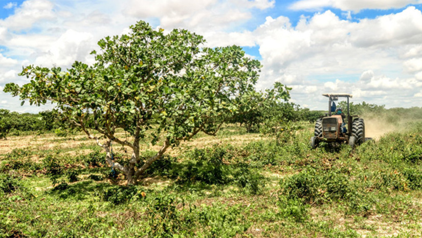   Cerca de 4,3 mil pequenos produtores deverão ter acesso ao benefício de 22 litros de dissel para o corte de terra. A solenidade da Edição 2026 do Programa Semear será no Parque de Exposição Armando Buá, a partir das 8h30, com a presença das principais autordiades do Governo Allyson Bezerra.  Nesta terça-feira, 10, teremos o lançamento do programa de corte de terra”, disse Faviano Moreira, secretário de Agricultura de Mossoró.