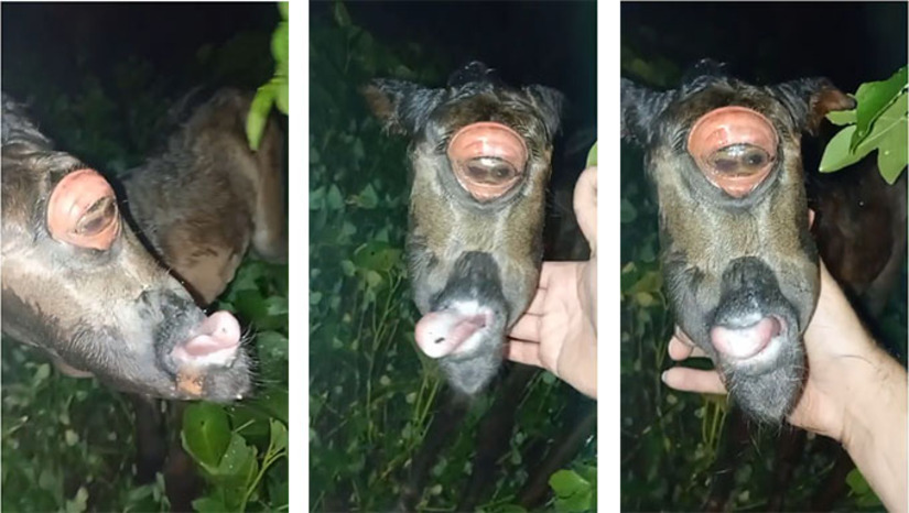 Imagem 1 -  O potro ciclope nasceu na tarde desta quarta-feira, dia 1º de abril de 2026, na propriedade do agricultor Pedro Faustino, no assentamento São Cristovão, localizado na região do Polo do Jucuri, a oeste da área urbana de Mossoró-RN. Devido a outra anomalia (também não tinha a parte superior da boca e narinas), o animal morreu menos 24 horas do nascimento. Veterinário Heider Irinaldo explicou que nascimentos de ciclopes é raro e isto ocorre devido a algo errado durante a gestação da mãe, ocasionado pelo alimentou ou ataques de parasitas.