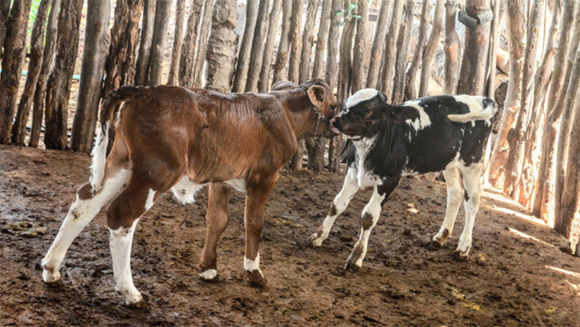   O documento é uma atualização obrigatória que deve ser realizada por todos os produtores que tem bovinos, caprinos, equinos, muares, aves, peixes, bubalinos, suínos e ovinos. A declaração conta com um formulário de identificação do produtor e características gerais da propriedade. A declaração pode ser feita na Secretaria de Agricultura de Mossoró e nos escritórios do Instituto de Defesa Agropecuária do Rio Grande do Norte (Idiarn).