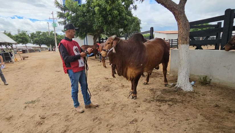   A força da raça Sindi tem conquistado produtores rurais.  A alta qualidade genética e a dupla aptidão da raça (carne e leite) são os diferenciais que atraem os criadores. Para eles, investir em Sindi representa a garantia da rusticidade, eficiência e alta produtividade para o rebanho. A raça também suporta longos períodos de seca e se alimenta de pastagens mais pobres, sem perder peso facilmente.