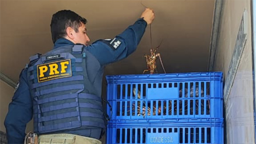   A Polícia Rodoviária Federal apreendeu 812,5 kg de lagosta irregular na BR-304, em Mossoró, durante a Operação Apolo. A carga, transportada sem registro sanitário por um motorista de 41 anos, foi descartada no aterro municipal pela fiscalização local. A ação também inutilizou 200 kg de carne clandestina dias antes para evitar riscos de doenças à população.